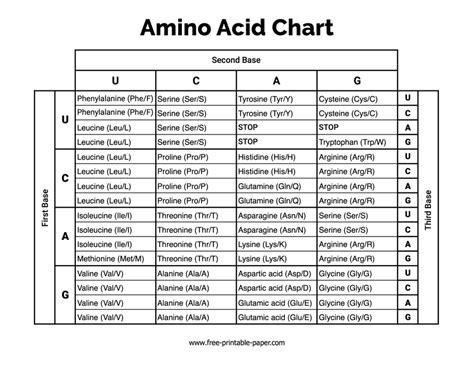 Amino Acid Chart Free Printable Paper Com