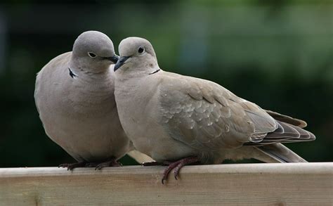 Pair Of Collared Doves Streptopelia Decaocto Pair Of Coll Flickr