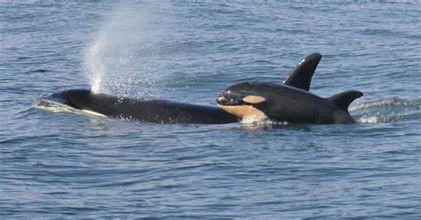 Female Killer Whales Take Leadership Roles After Menopause Study
