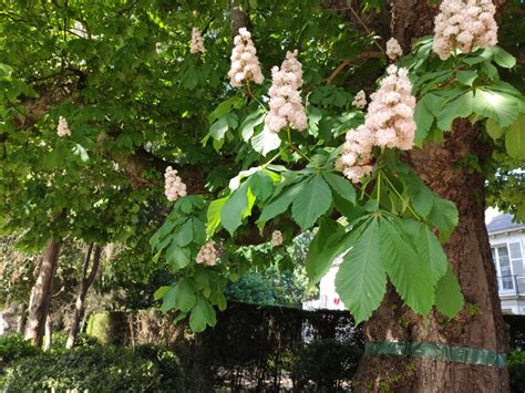 Aesculus Hippocastanum Trees And Shrubs Online