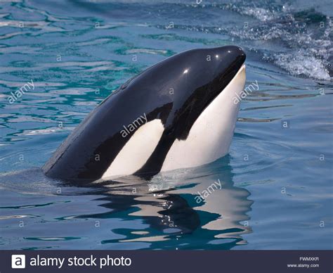 Head Of Killer Whale Orcinus Orca In Blue Water Stock