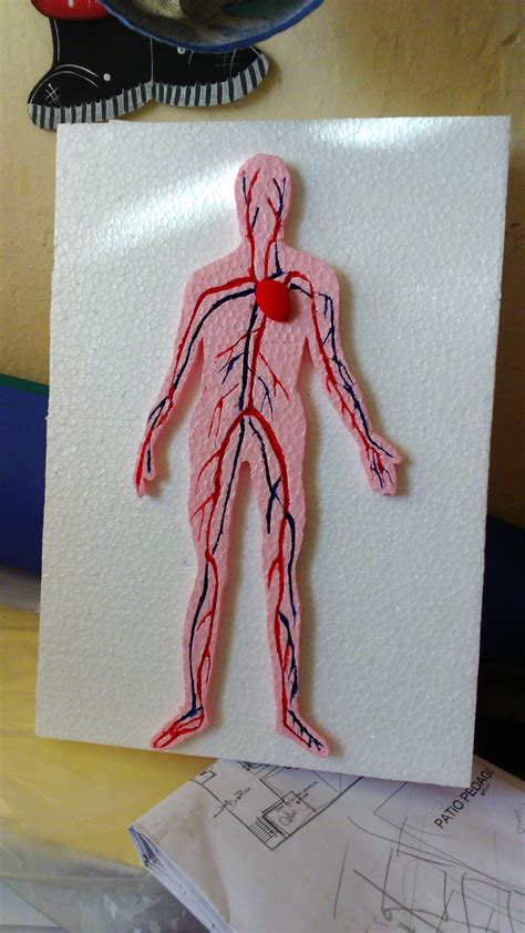 Maqueta Del Sistema Circulatorio Dibujo Del Aparato Circulatorio