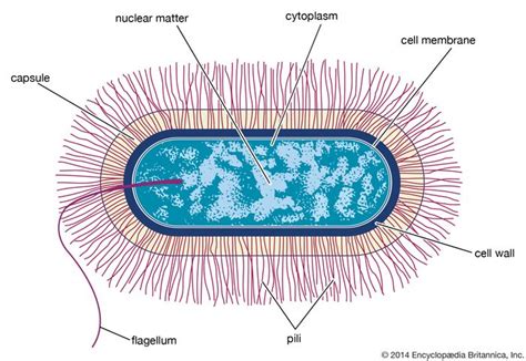 Bacillus Anthracis Bacterium Britannica