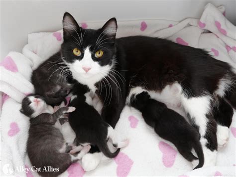5 Ways To Help Mother Cats This Mothers Day And Every Day Alley