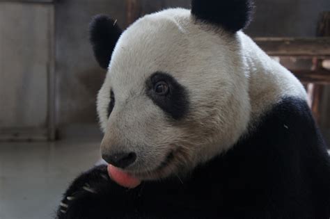 Love Panda Vacation Chengdu Panda Base 3