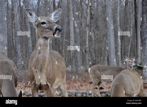 Whitetail Doe Deer With A Funny Talking Expression Stock Photo Alamy