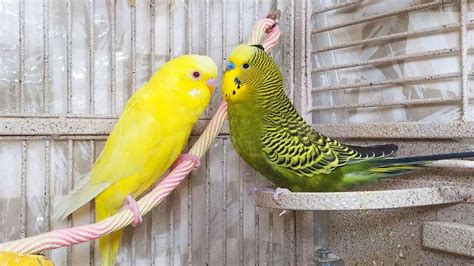 45 Hr Happy Parakeets Singing Eating Playing Cute Budgies Chirping