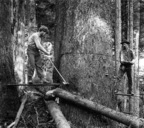 Historic Images Historic Logging Images Old Pictures Old Photos Vintage Photos Giant Tree