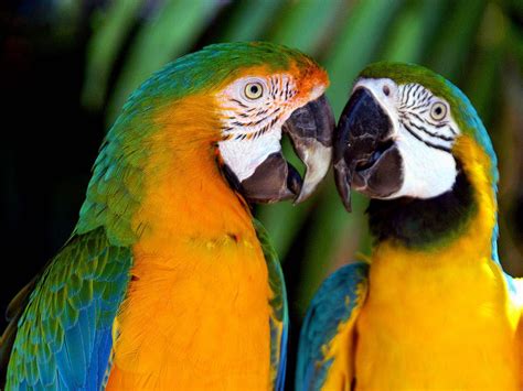 Macaws Araras Do Brasil Macaw Parrot Pet Birds