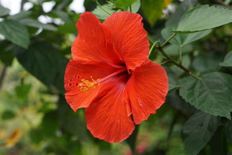 Hibiscus Plant Care And Growing Guide