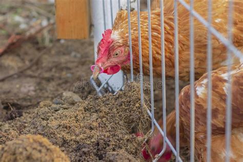 Brown Huhn Mit Einem Ring In Einem Schnabel Sucht Nach Würmern In Der