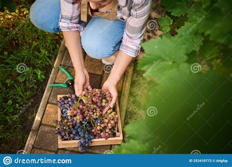View From Above Focus On Various Grapes In The Hands Of A Female