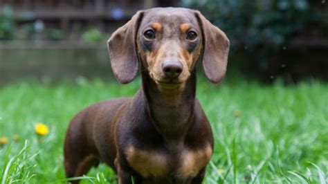 Dachshund Ears Losing Hair Causes And Treatments Explained Sweet