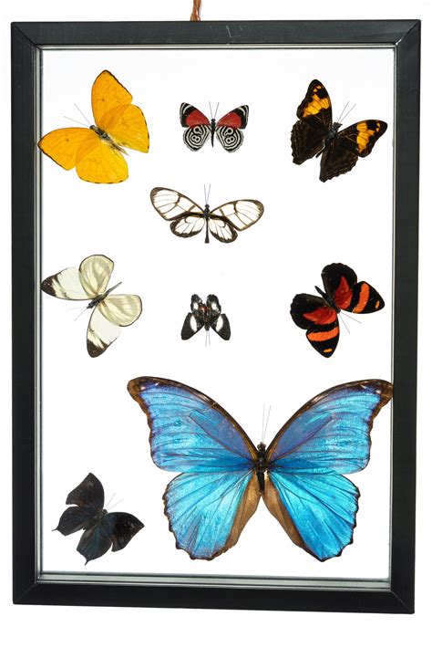 Real Butterfly Framed Wall Art Free Shipping 9 Count Real Framed