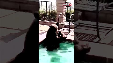 Black Bear California Black Bear Caught On Video Taking Dip In California Hot Tub News18 Shorts