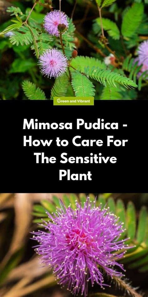Mimosa Pudica How To Care For The Sensitive Plant