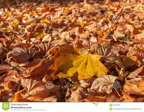 Dry Autumn Leaves Stock Image Image Of Colored Gold 61700945