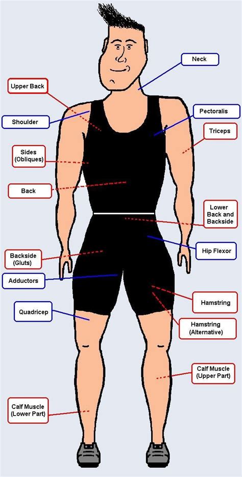 Sports And Pe Main Muscles And Joints Of The Human Body 1º Eso