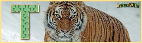 A to Z Animals List For Kids With Pictures & Facts. Animal a-z Information