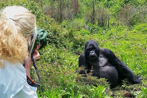 Gorilla Trekking In Uganda Uganda Gorilla Trekking Safari