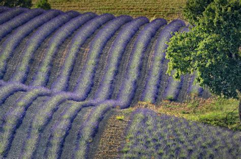 Lavender Valensole Bing Wallpaper Download