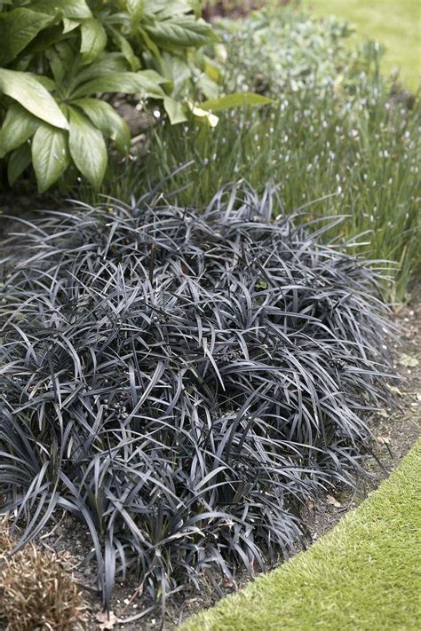 Ophiopogon Planiscapus Nigrascens Black Ornamental Grass