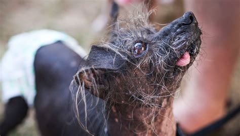 The Sweet Dogs Behind The Worlds Ugliest Dog Contest At The Sonoma