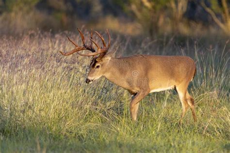 Whitetail Deer Buck In Texas Farmland At Sunset Stock Image Image Of