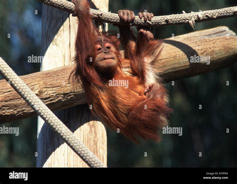 Orang Utan Orangutan Orang Outang Pongo Pygmaeus Young Hanging At