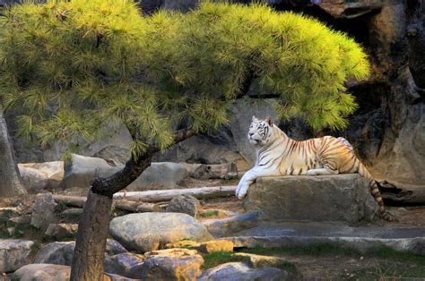 103 White Tiger South Korea Ck Ng Flickr