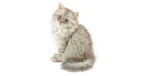 The British Longhair Information About The Cat Breed