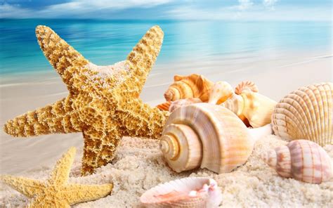 Sea Stars And Shells Sea Shells Summer Wallpaper Shell Beach