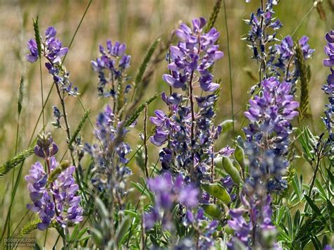 Free Picture Sage Hills Flowers