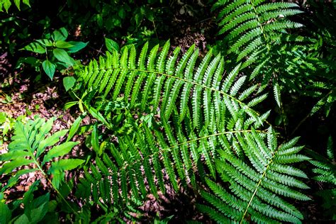 Woodland Bog Nature Preserve June 21 2017 Bloomington Indiana