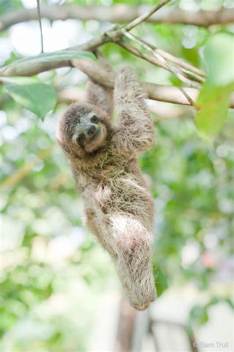 Photos Paralyzed Baby Sloth Thrives At Costa Rica Refuge The Tico Times