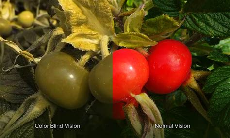 Red And Green Color Blindness Blinds