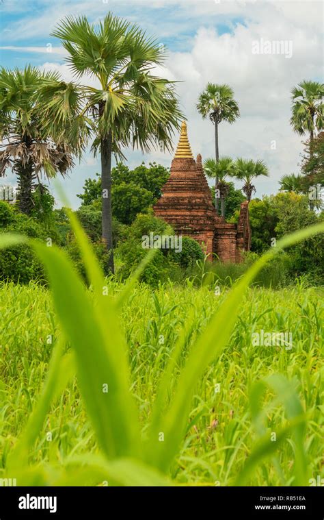 Pagoda Surrounded By Palm Trees And Rice Fields Bagan Myanmar Stock