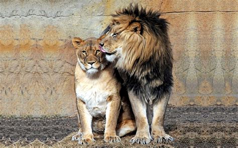 Jungle Sweethearts King Queen Lioness Lion Couple Hd Wallpaper