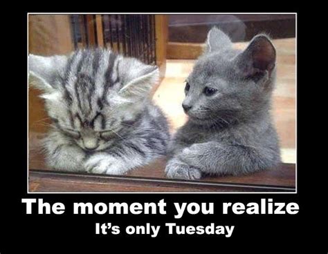 Its Only Tuesday Funny Animal Pictures Cute Cats Kittens Cutest