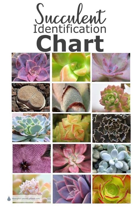 Chart Types Of Succulents