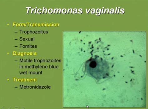 Trichomonas Vaginalis Ideas Microbiology Medical Laboratory Medical Laboratory Science