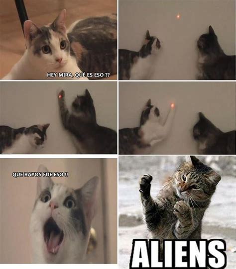 Gatos Aliens Jajaja Funny Cat Memes Cats Crazy Cats
