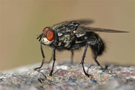 Identification Facts And Control Of The House Fly Jenkins Pest Control