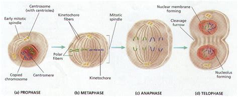 In plant cells, cell wall formation begins in the centre. Cell Cycle and Division Notes - Mr. Stewart's Biology Class