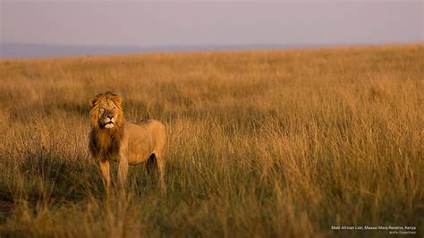 Male African Lion Maasai Mara Reserve Kenya Animals Hd Wallpaper
