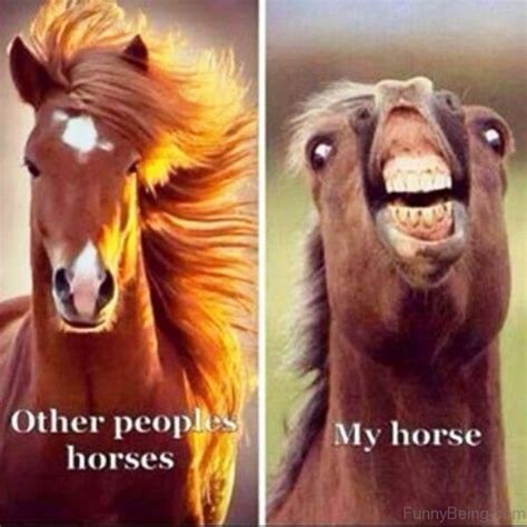 super funny horse memes