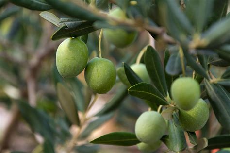 Green Olives On The Tree Copyright Free Photo By M Vorel Libreshot