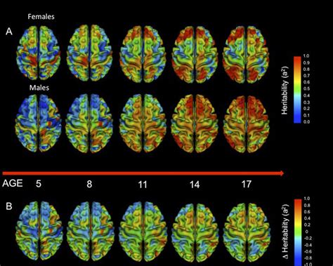 Fig S2 Top View Brain Maps Of Sex Differences In Heritability And