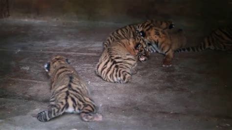 Tigress Gives Birth To Half A Dozen Cubs Youtube