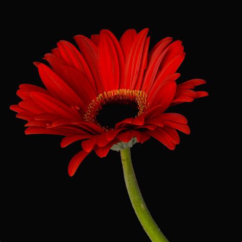 Red Gerbera Daisy Plant
